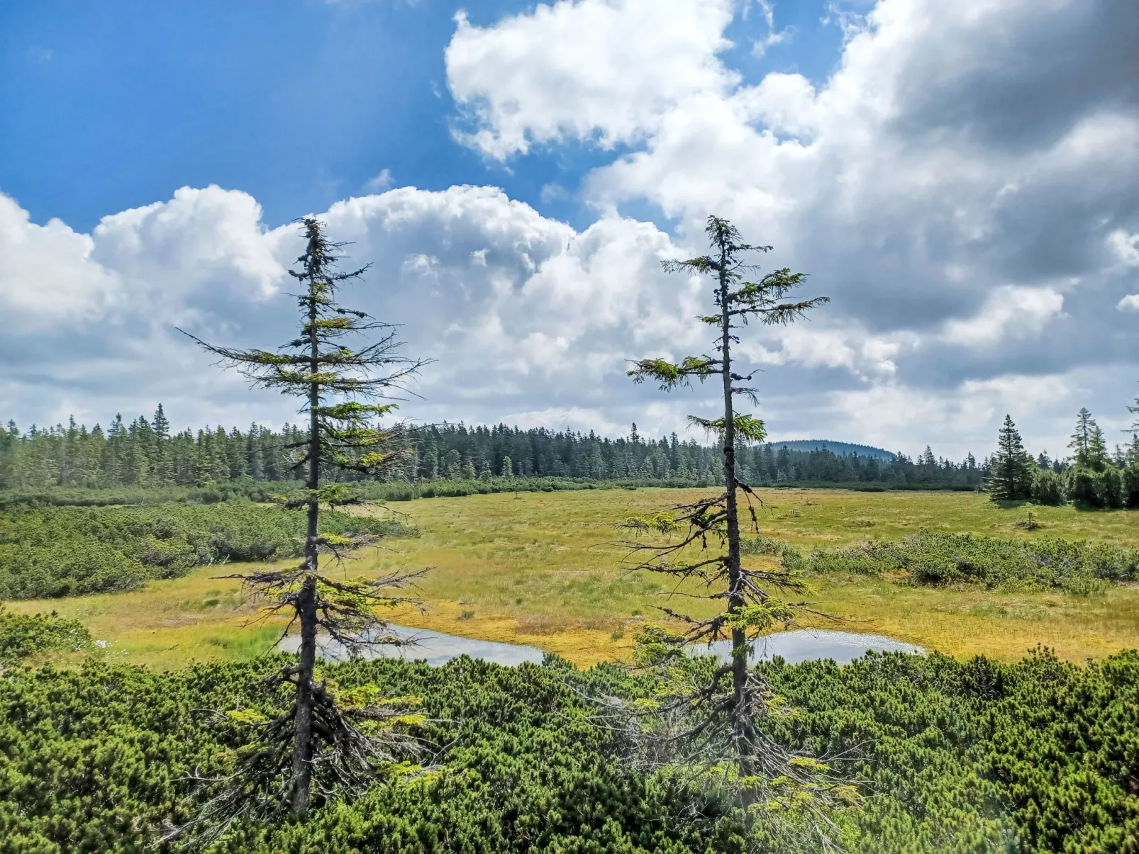Meda-Area