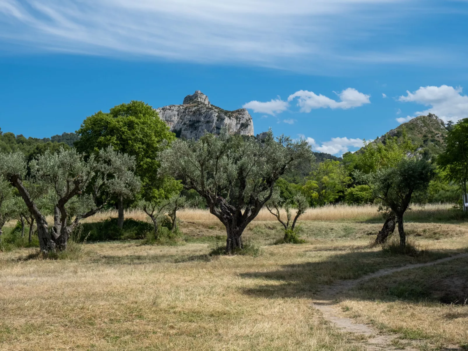 Siflora-Area