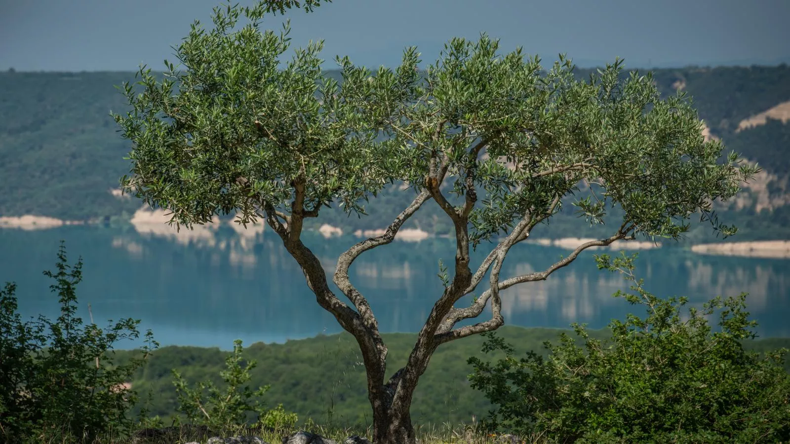 Verdon-View summer