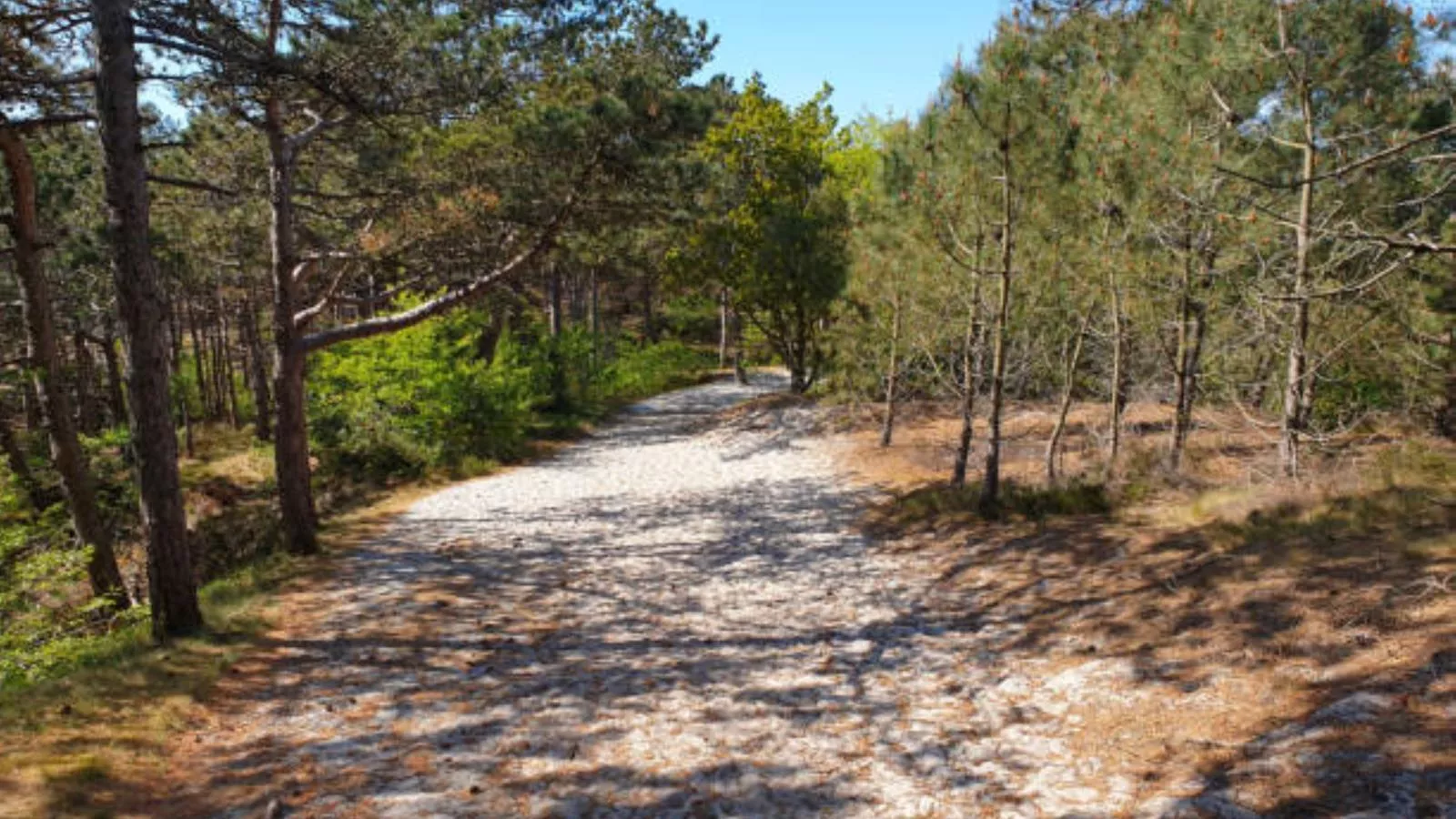 Schoorlse Duinvoet-Areas summer 5km