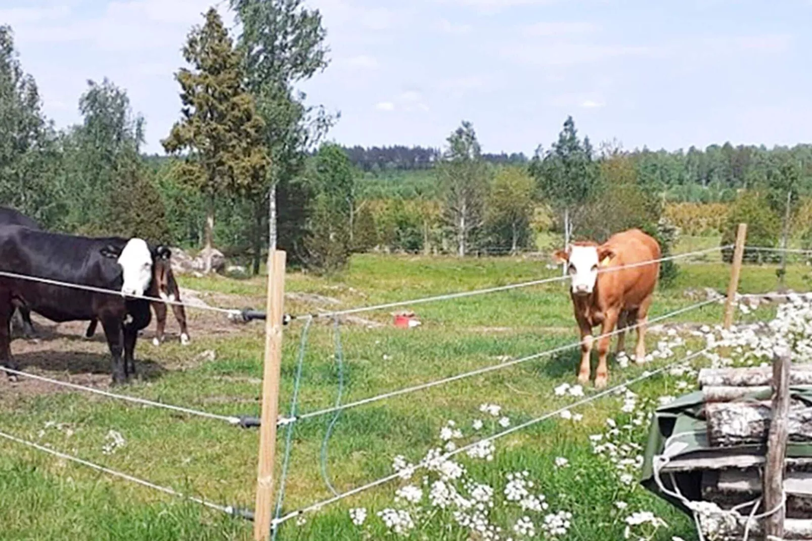 Holiday home for 8 guests in Hultsfred-Outdoor