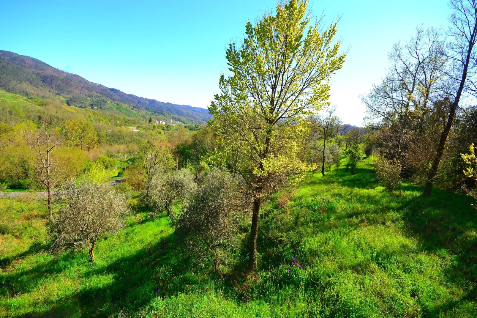 Crocetta Due Extra-View summer
