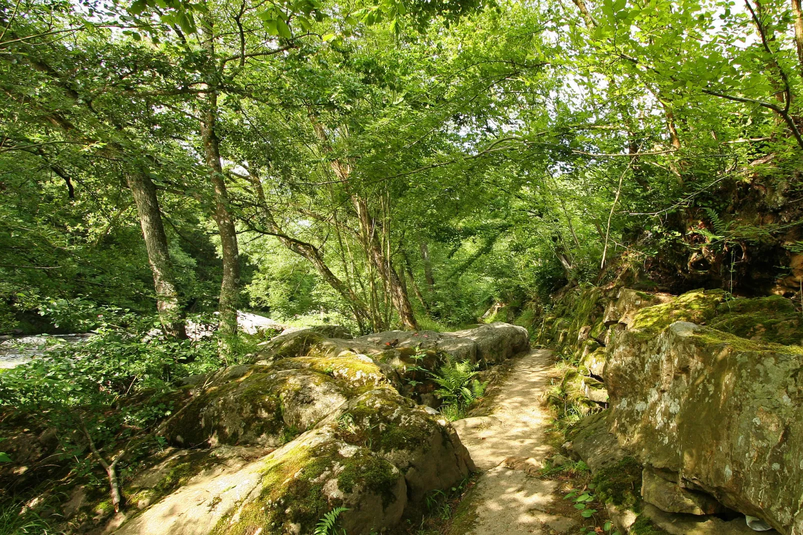 Wood Dream-Areas summer 1km