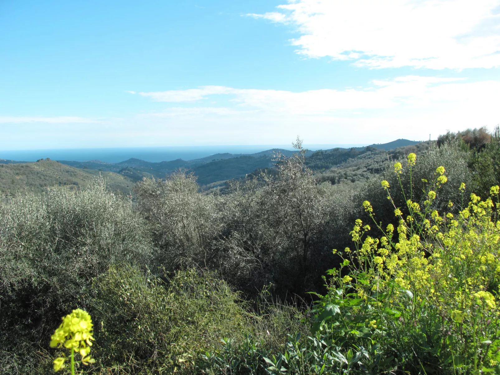 Lidia-Area