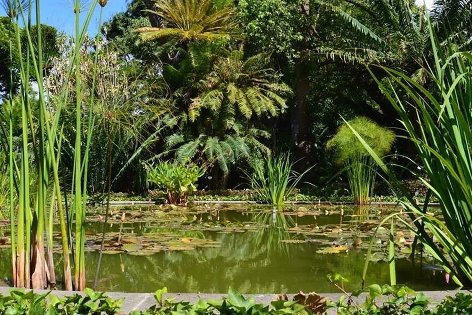 El Puerto de la Cruz-Gardens summer