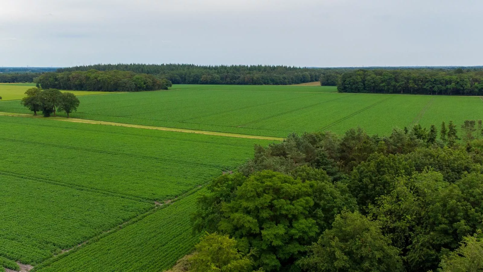 Zonnehoek-Areas summer 1km