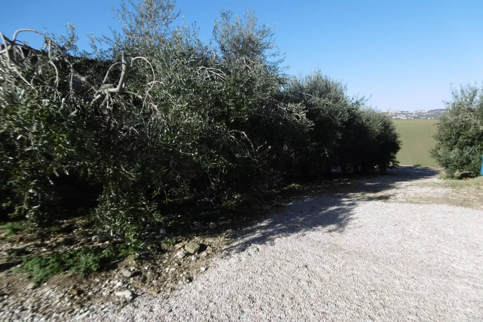 Olio-Gärten Sommer