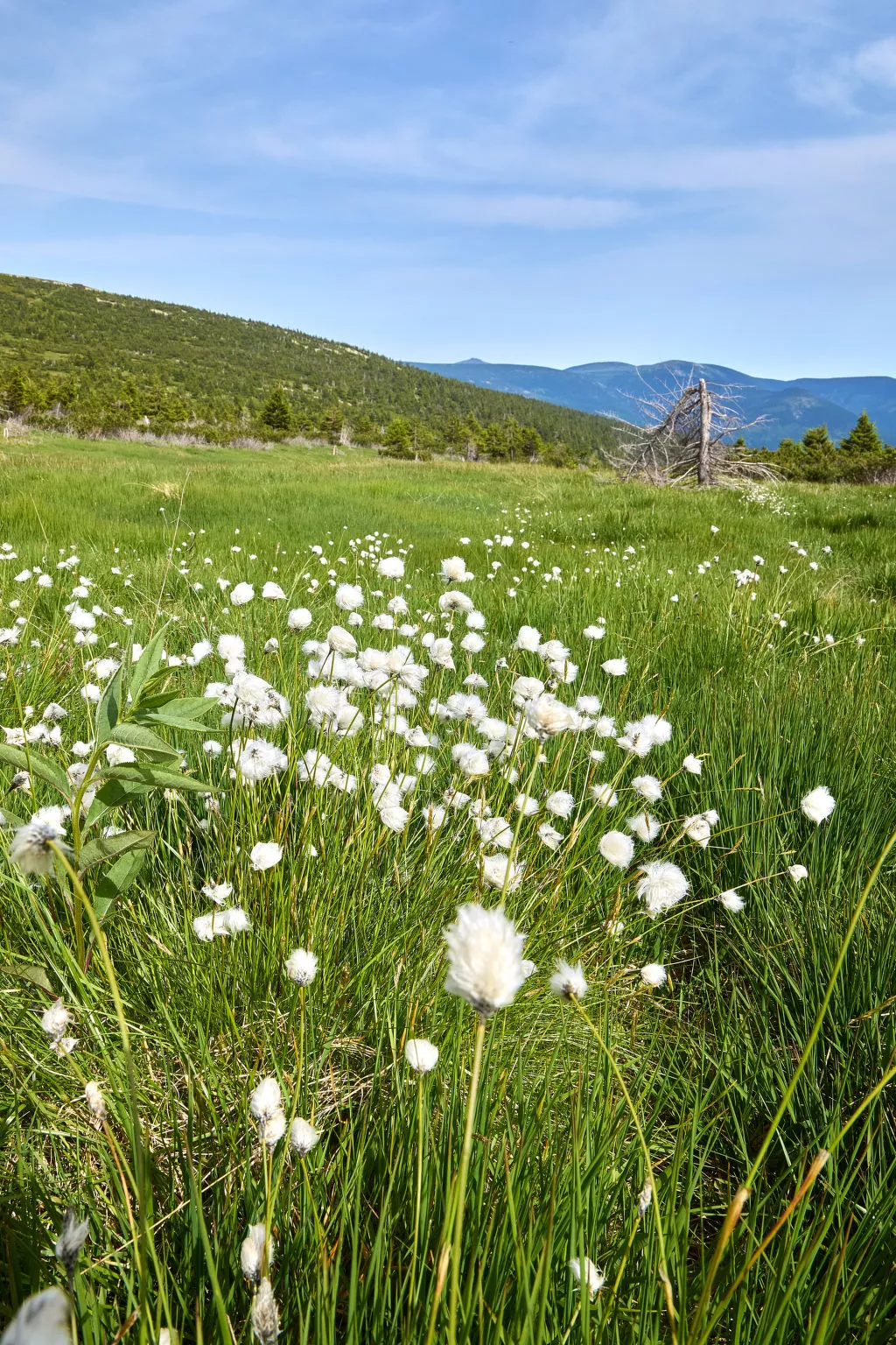 Horní Mísečky-Area