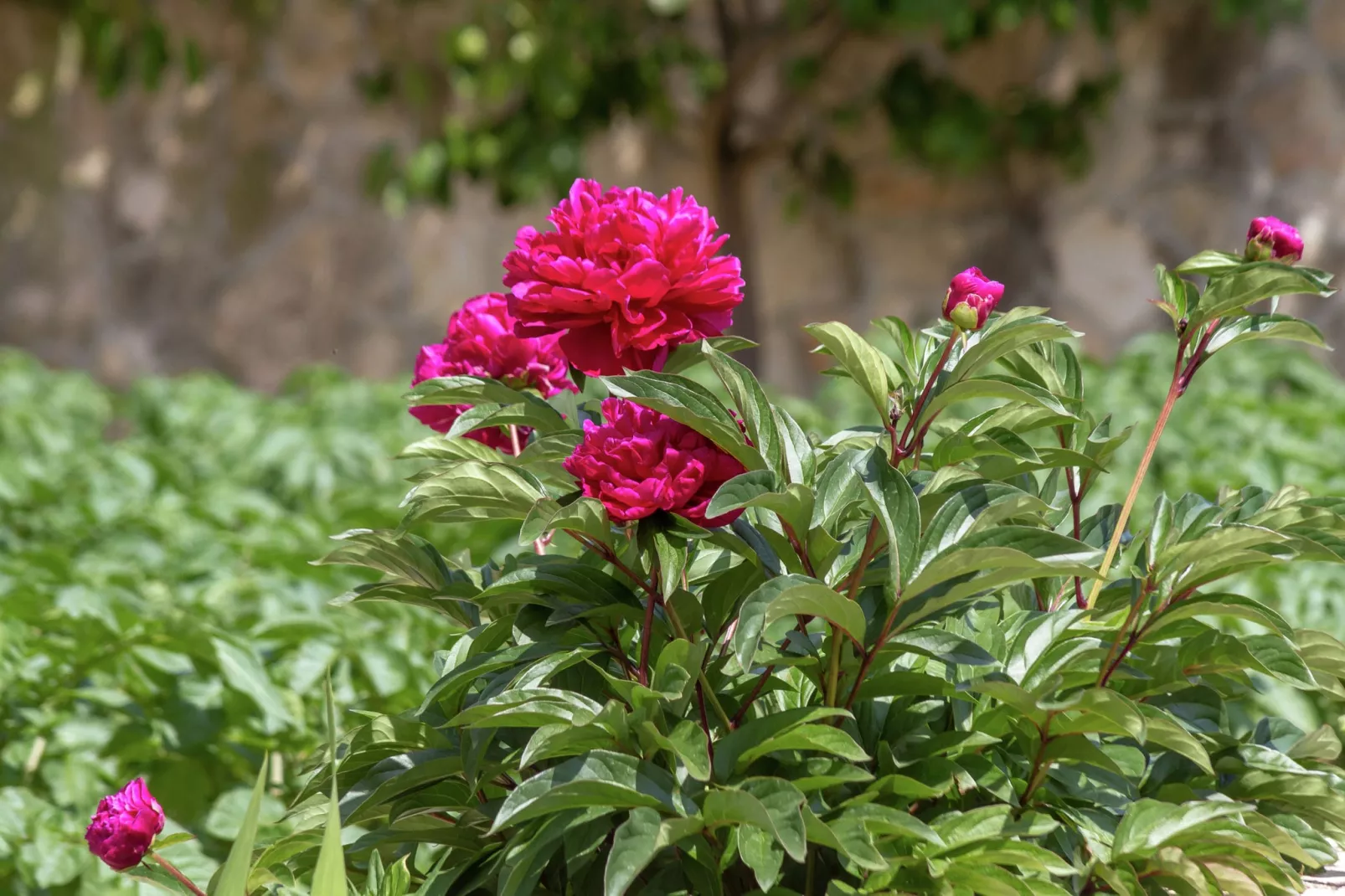 Sunrise apartment-Gardens summer