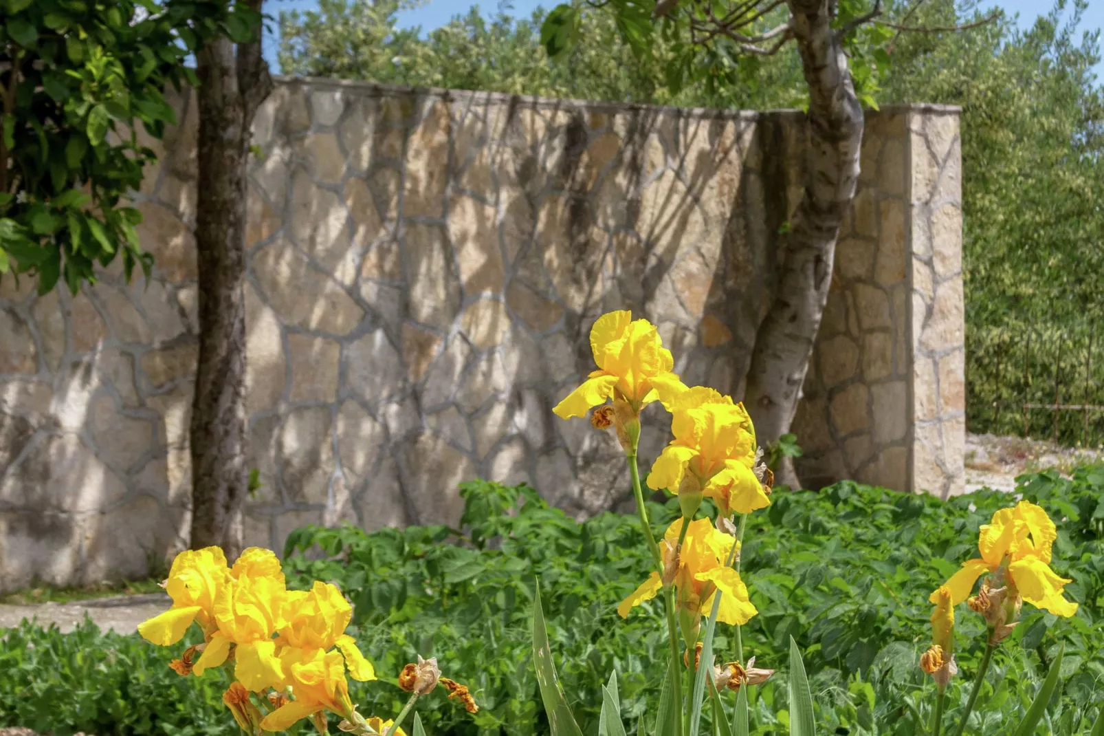 Sunrise apartment-Gardens summer