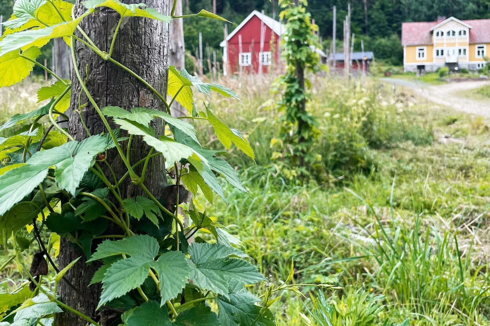 4 star holiday home in SVÄNGSTA-Outdoor