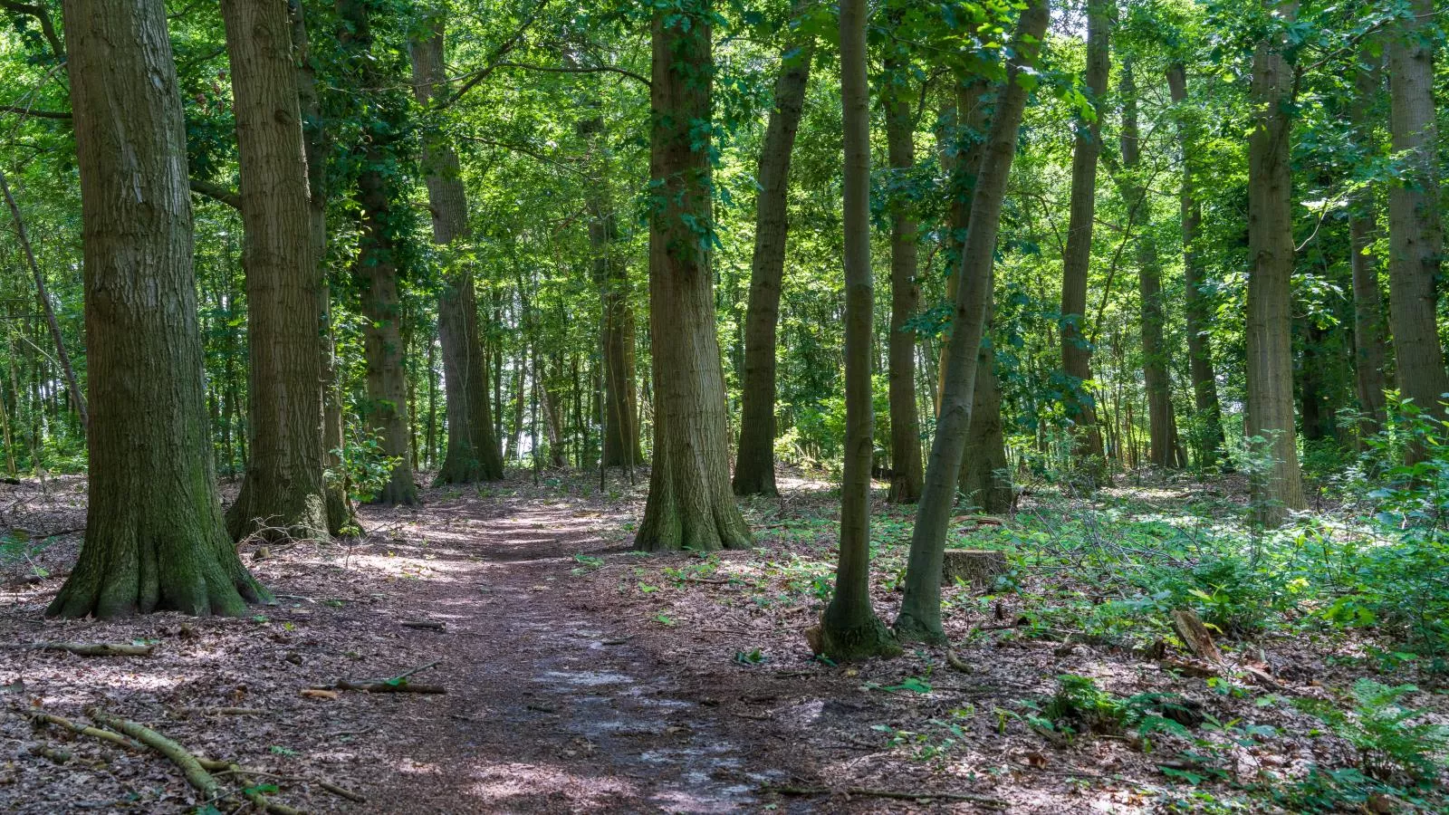 Weidezicht A-Areas summer 1km