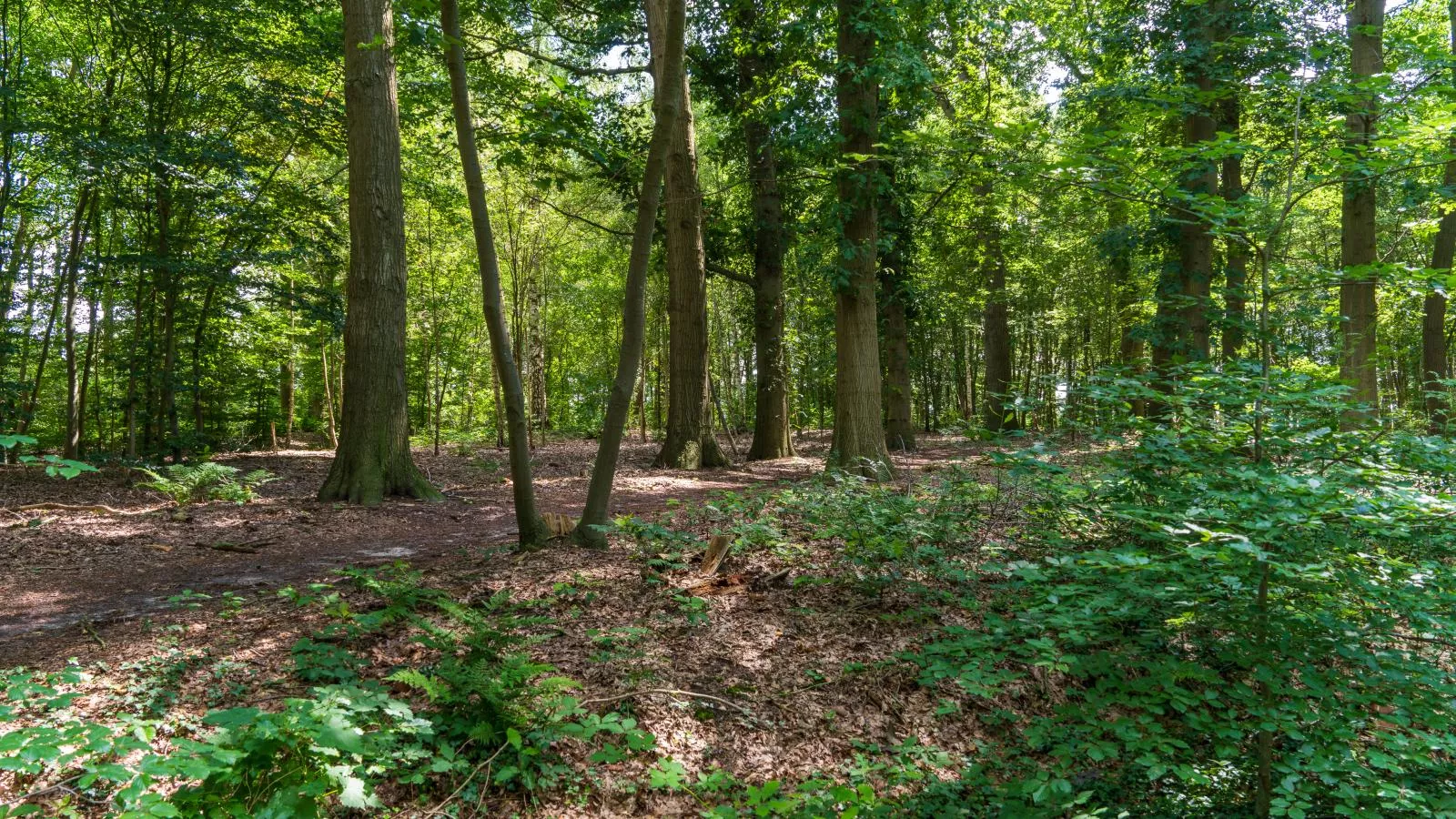 Weidezicht A-Areas summer 1km