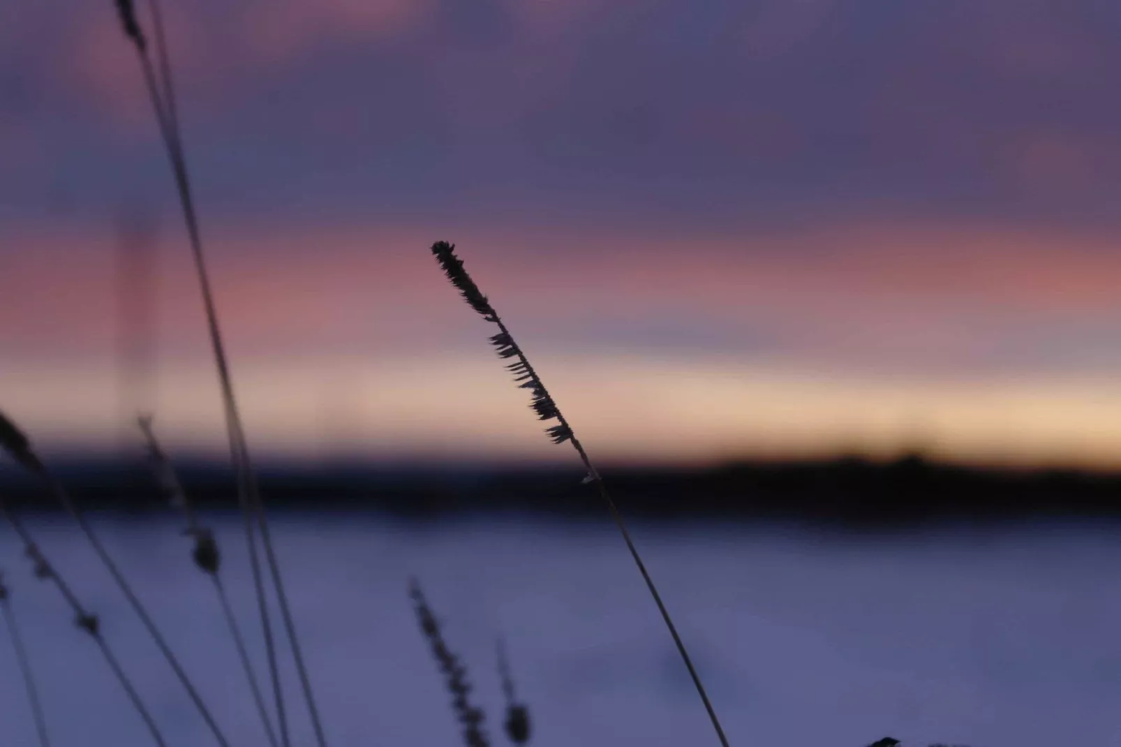 Luisa-Area winter 1km
