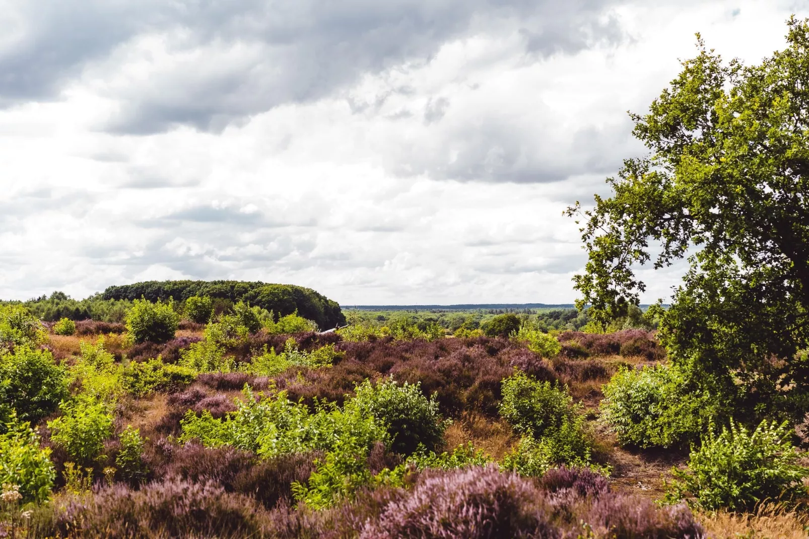 Bospark de Schaapskooi 8-Areas summer 5km