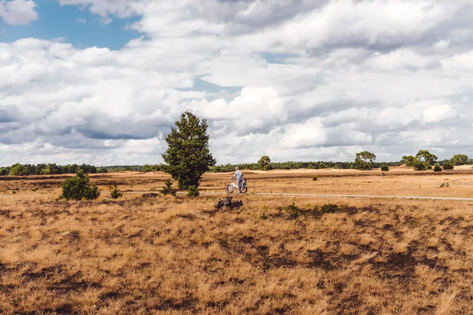 Bospark de Schaapskooi 8-Areas summer 5km