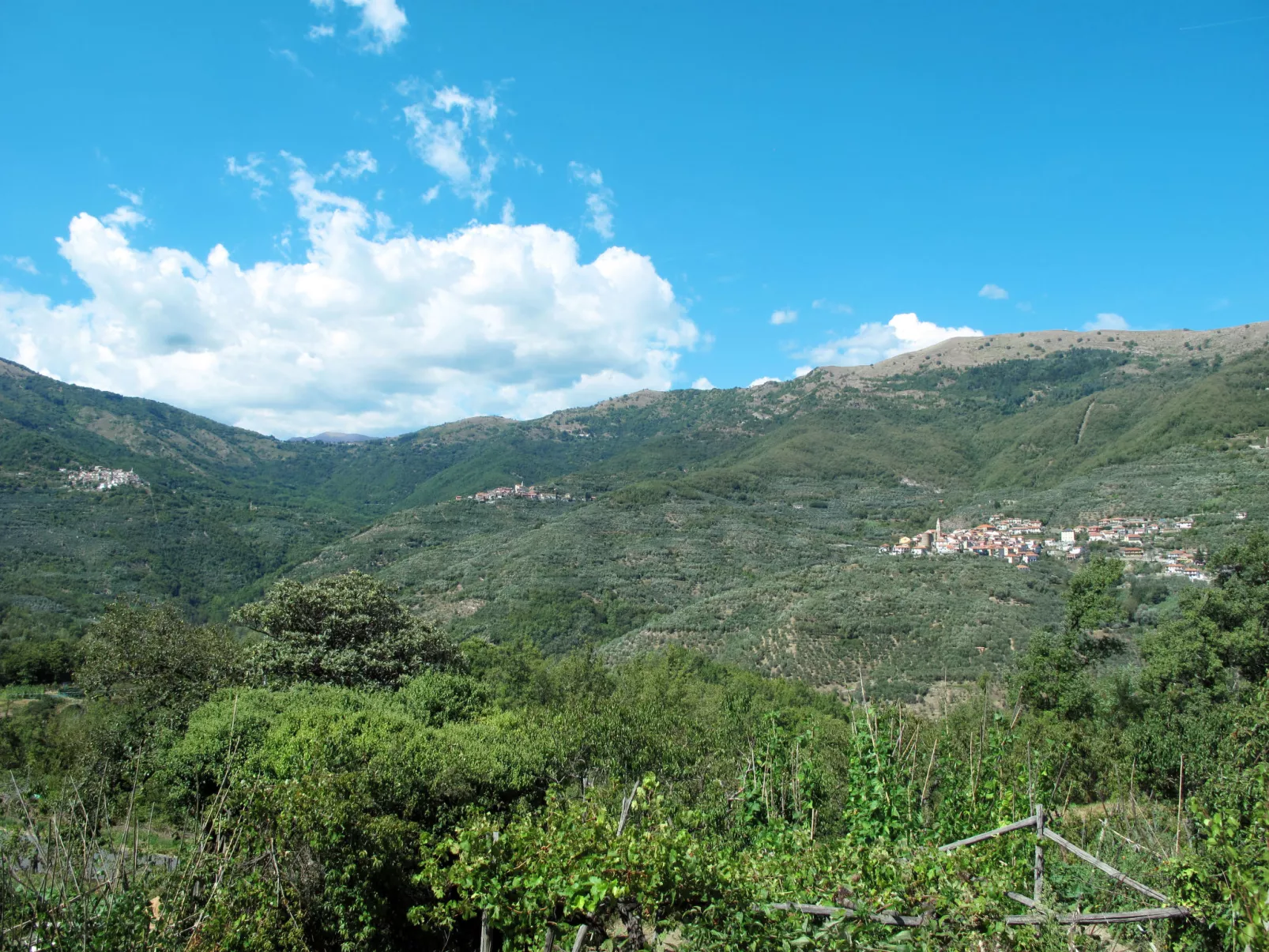 Alberto-Area