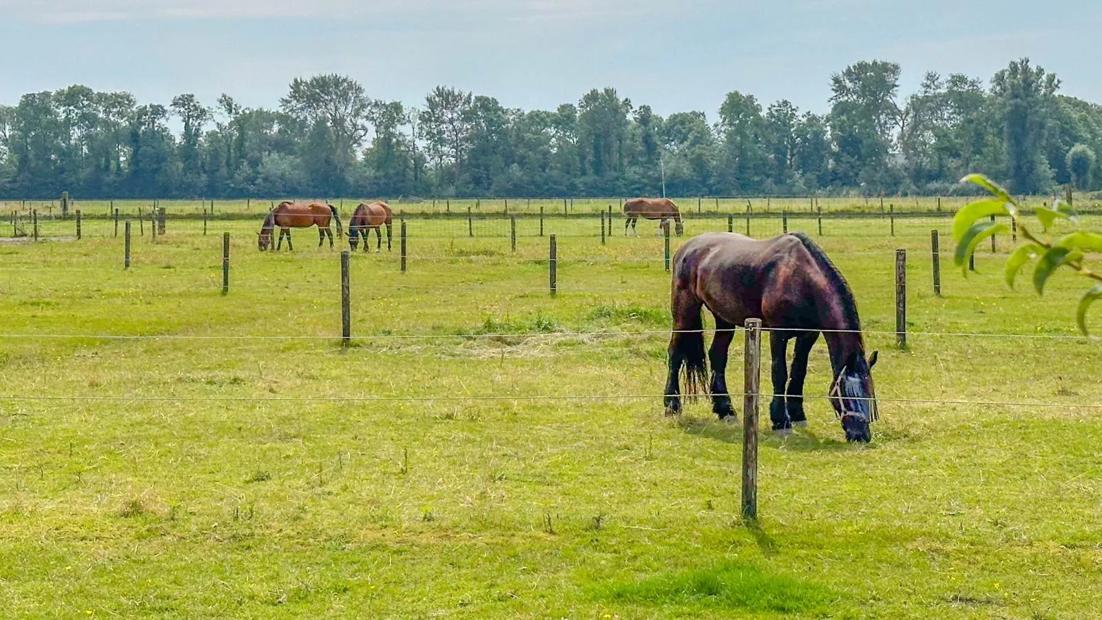 De Zwaluw-View summer