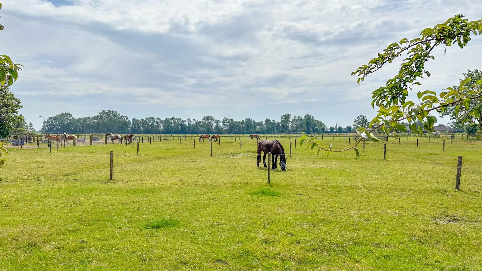 De Huismus-View summer
