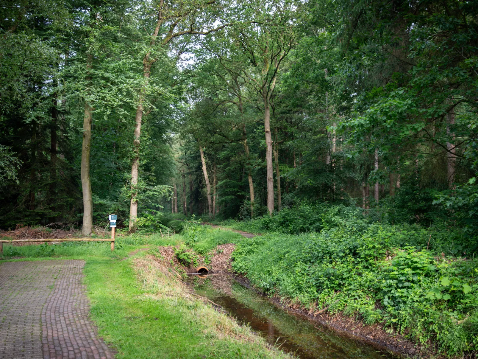 4-persoons bos-Draußen