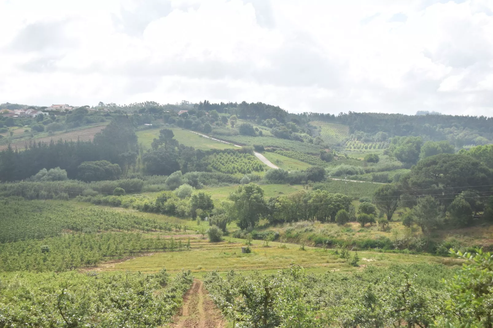 Vinha da Mata-Areas summer 1km