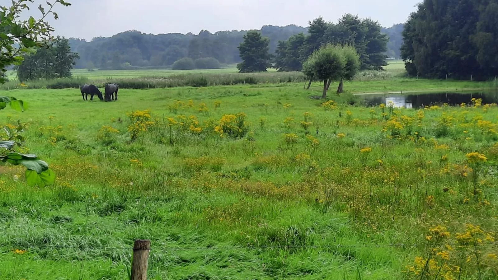 De Karkooi-View summer