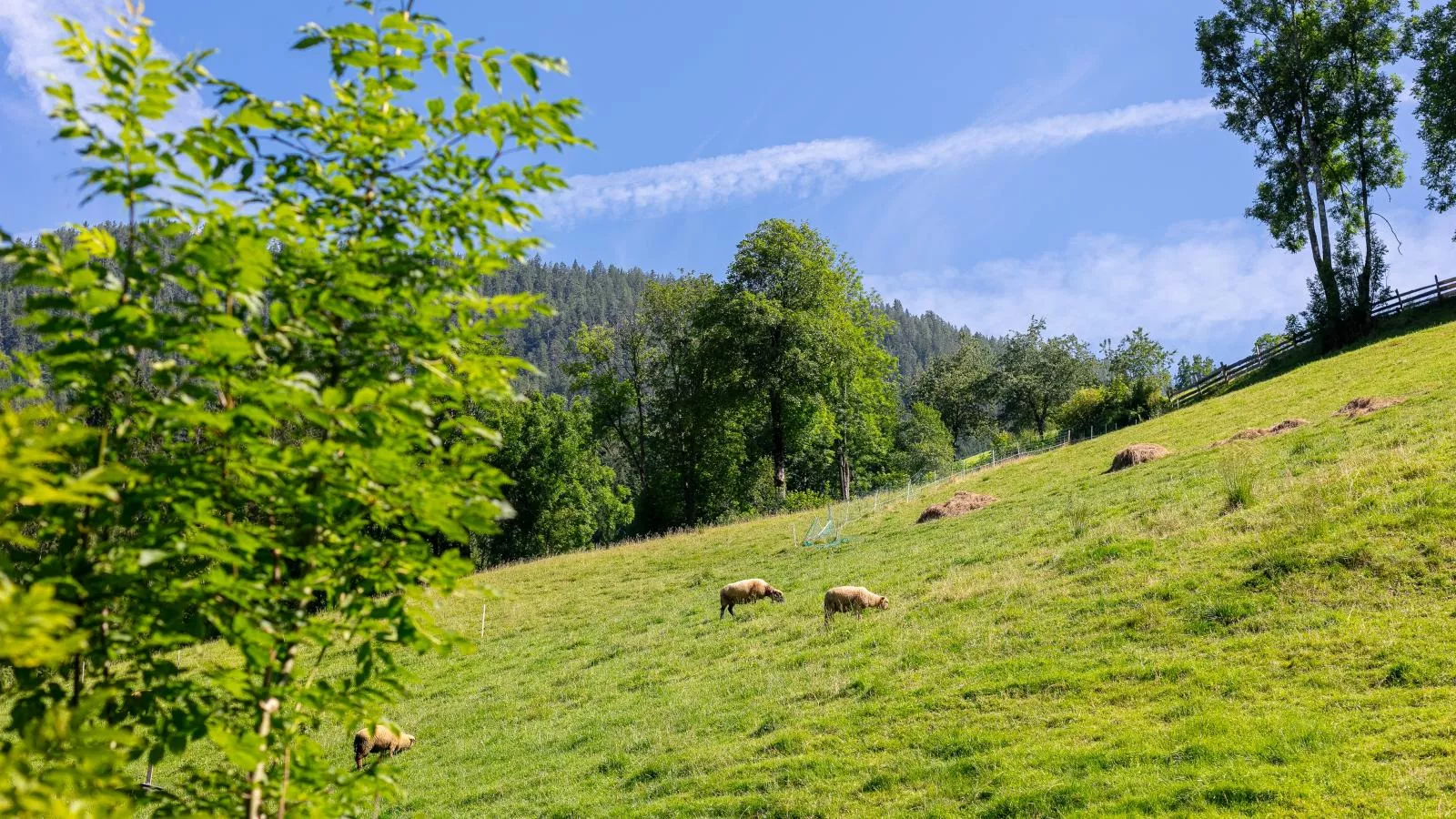 Zellner Top 7 und 8-View summer