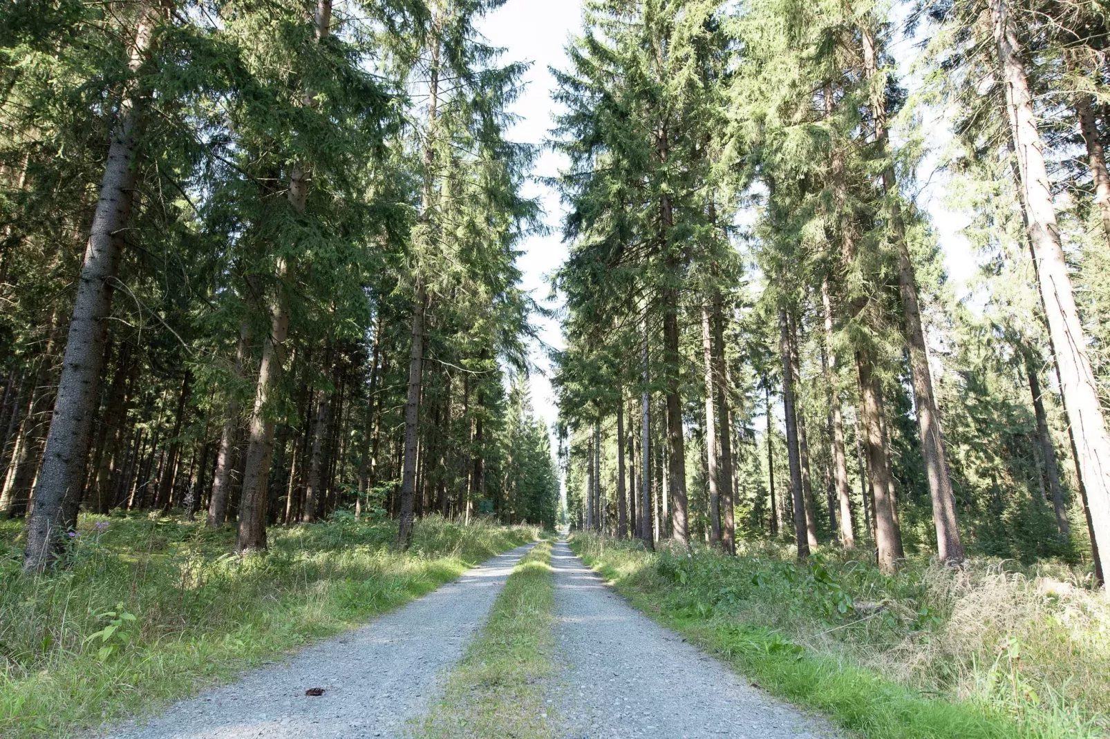 Zur Försterei-Gebiete Sommer 5 km