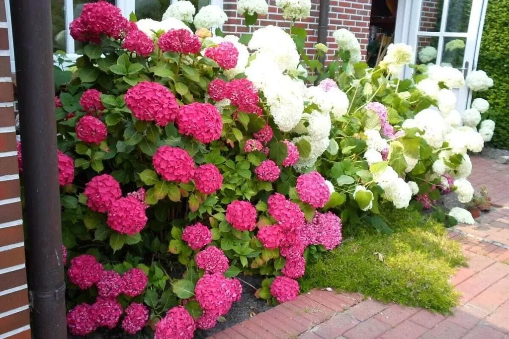 385319-Gardens summer