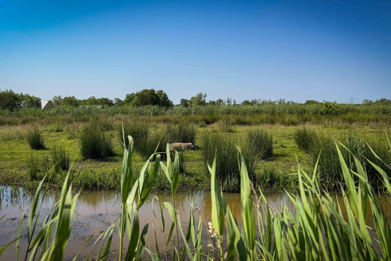 Oane's Huske en it Simmerhuske-Areas summer 5km