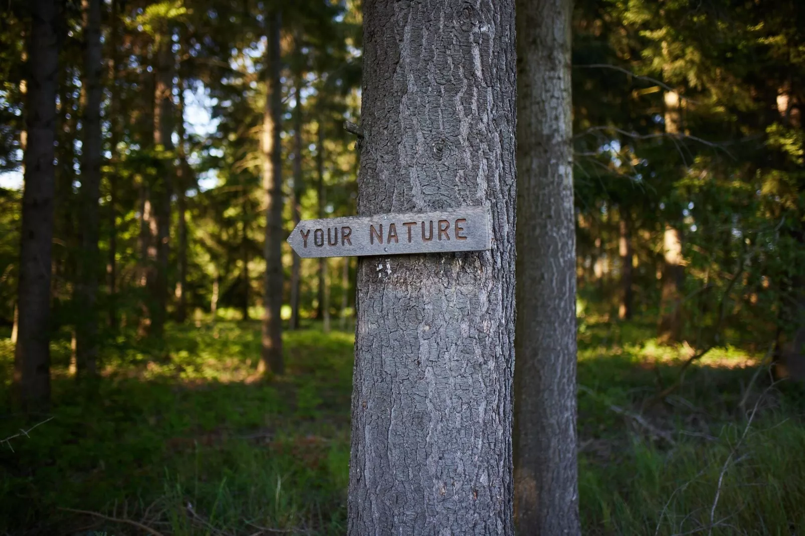 The TreeLoft by YourNature-Atmosphere