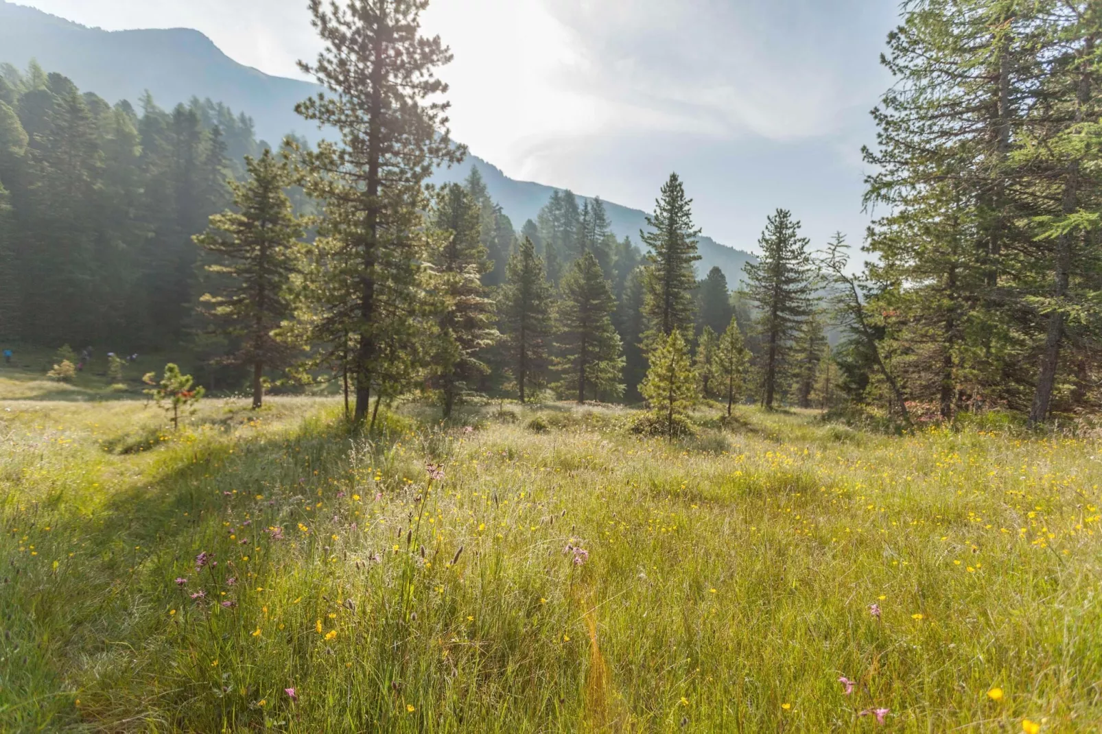 Alpenpark Turrach 5-Areas summer 5km