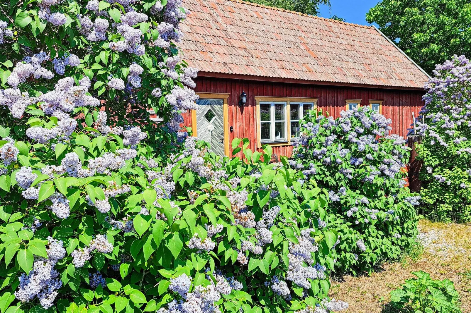 8 person holiday home in GOTLANDS.TOFTA-Outdoor
