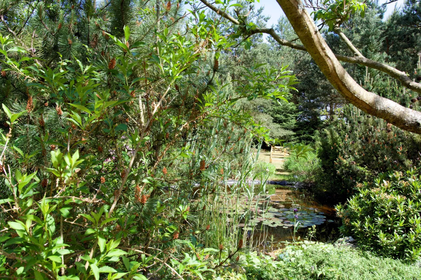 Ferienhaus - Ahlbeck am Haff / Nr 1-Jardin d'été