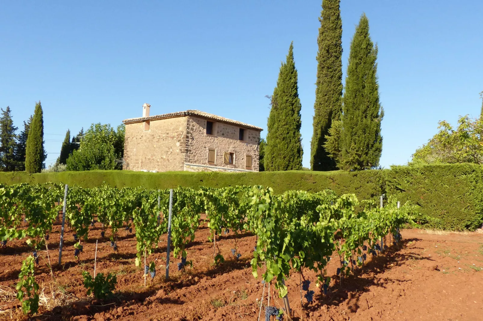 Entre les vignobles-Areas summer 1km