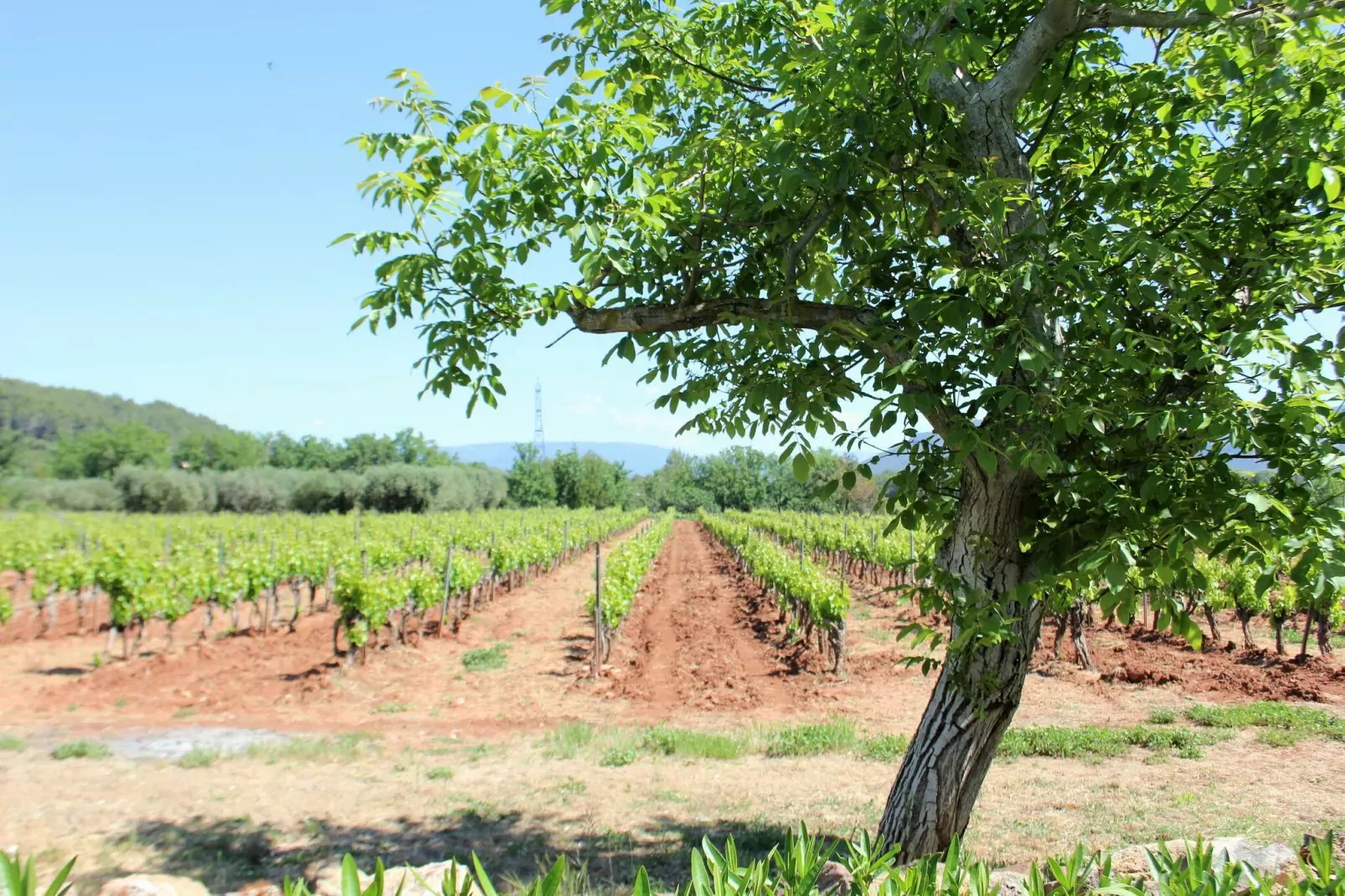Entre les vignobles-View summer