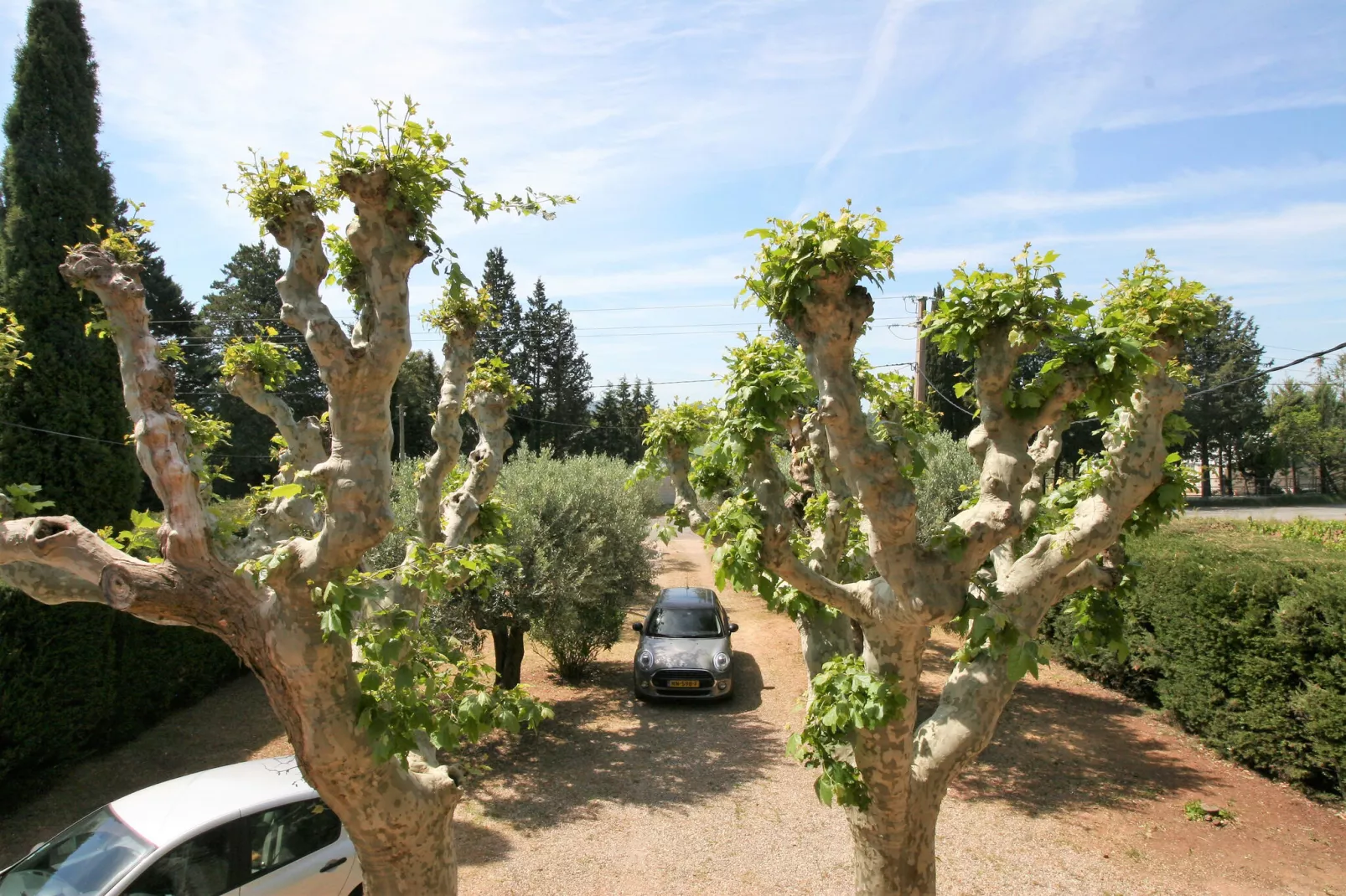 Entre les vignobles-Gardens summer