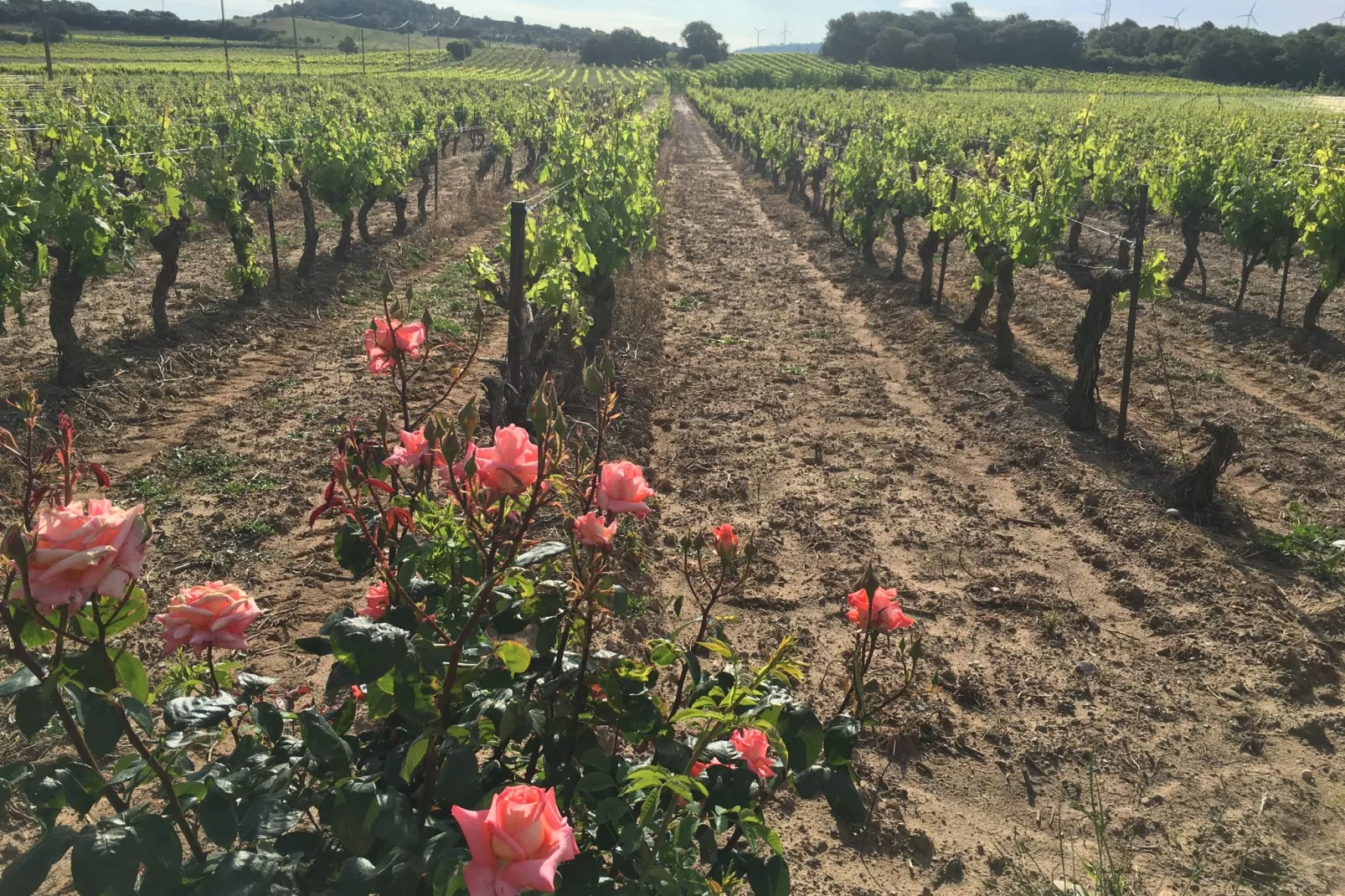 Mas de Montbrun-Areas summer 1km