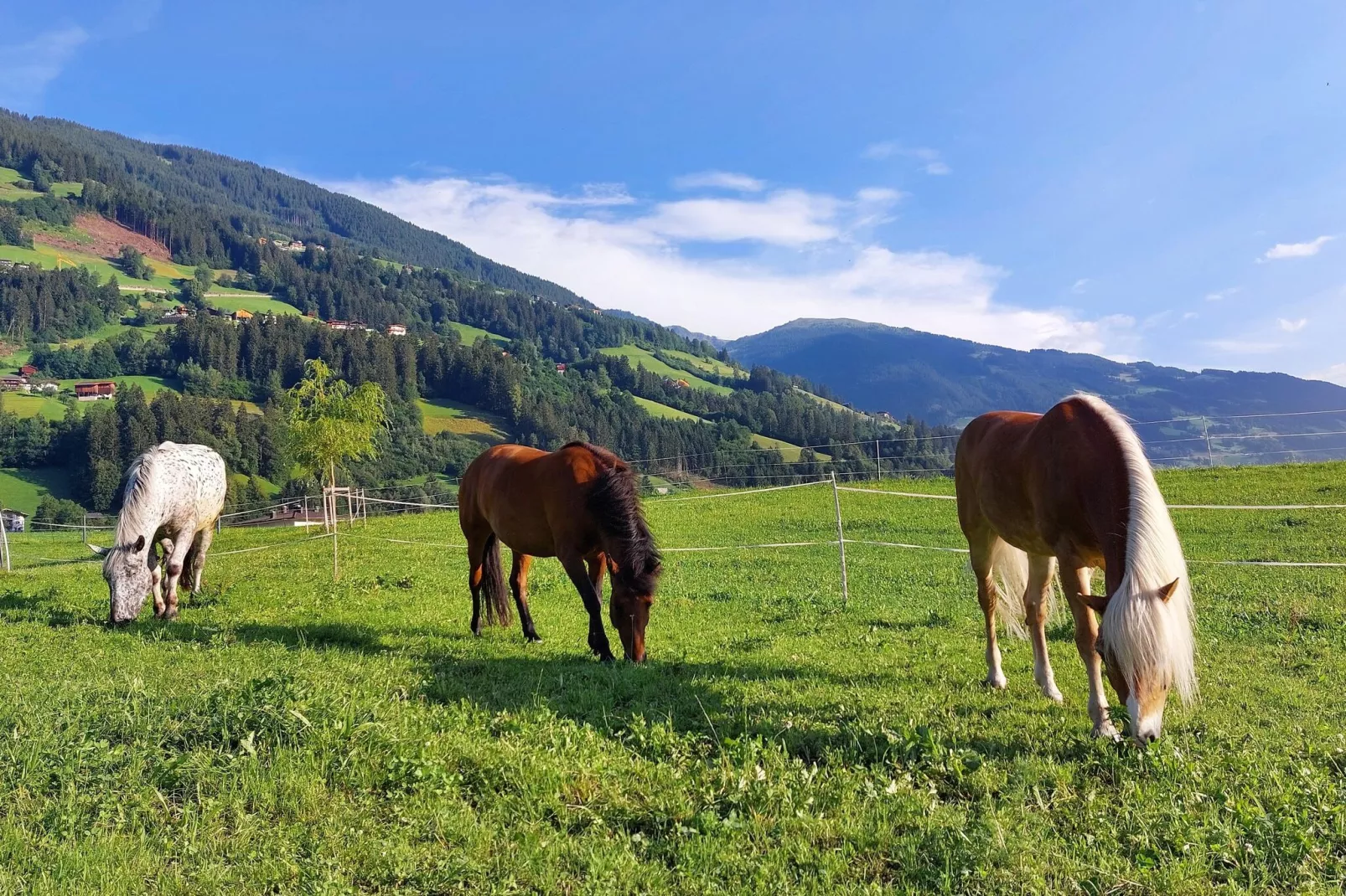 Landhaus Irena-Gebiete Sommer 5 km