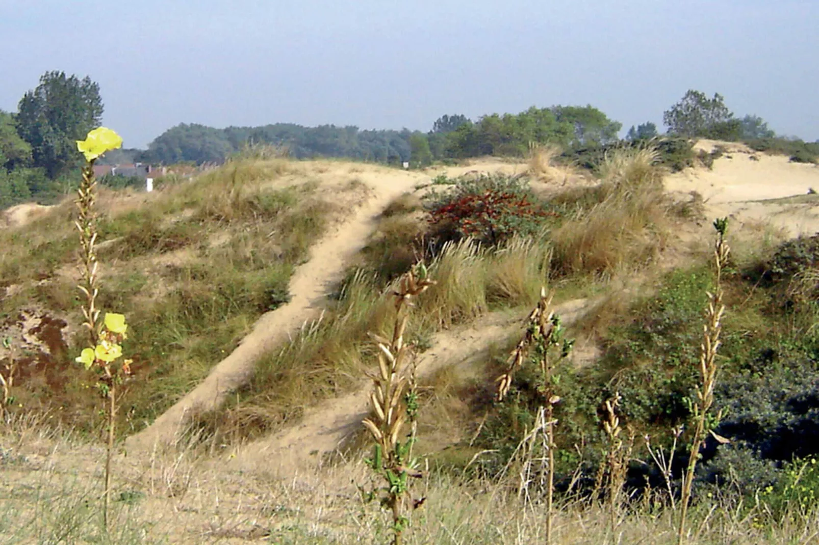 DH938-Areas summer 5km