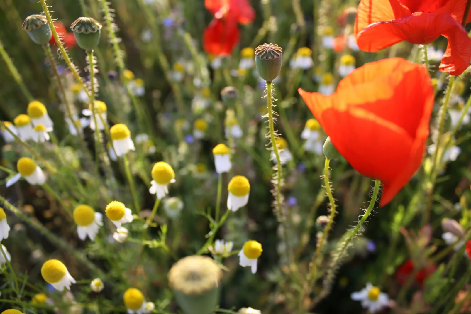 Altes Bauernhaus / Hofblick-Gardens summer
