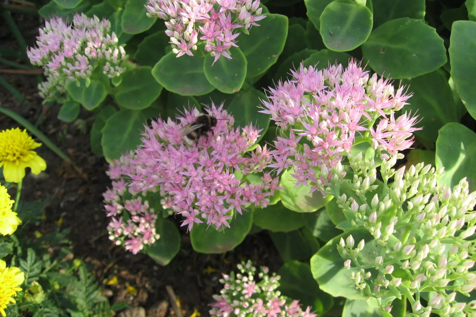 Wohnen im Gutshaus-Gardens summer