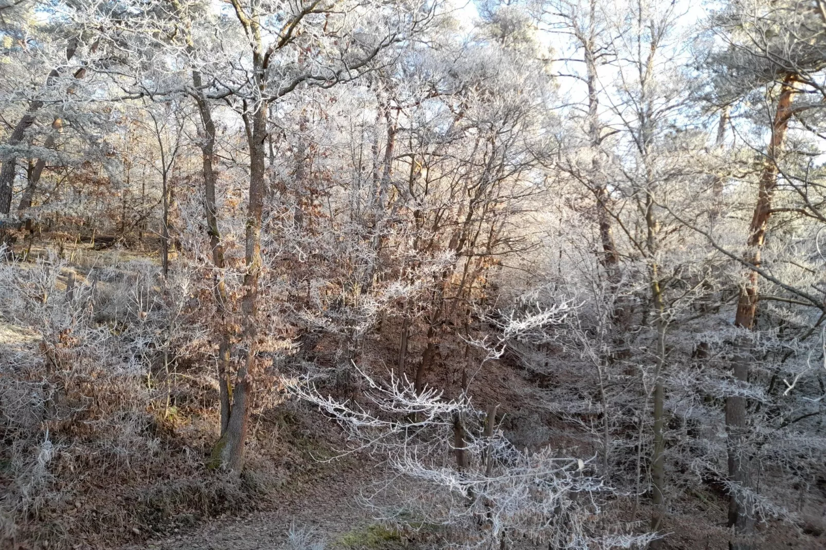 Ferienhaus Sackpfeifenblick-View winter