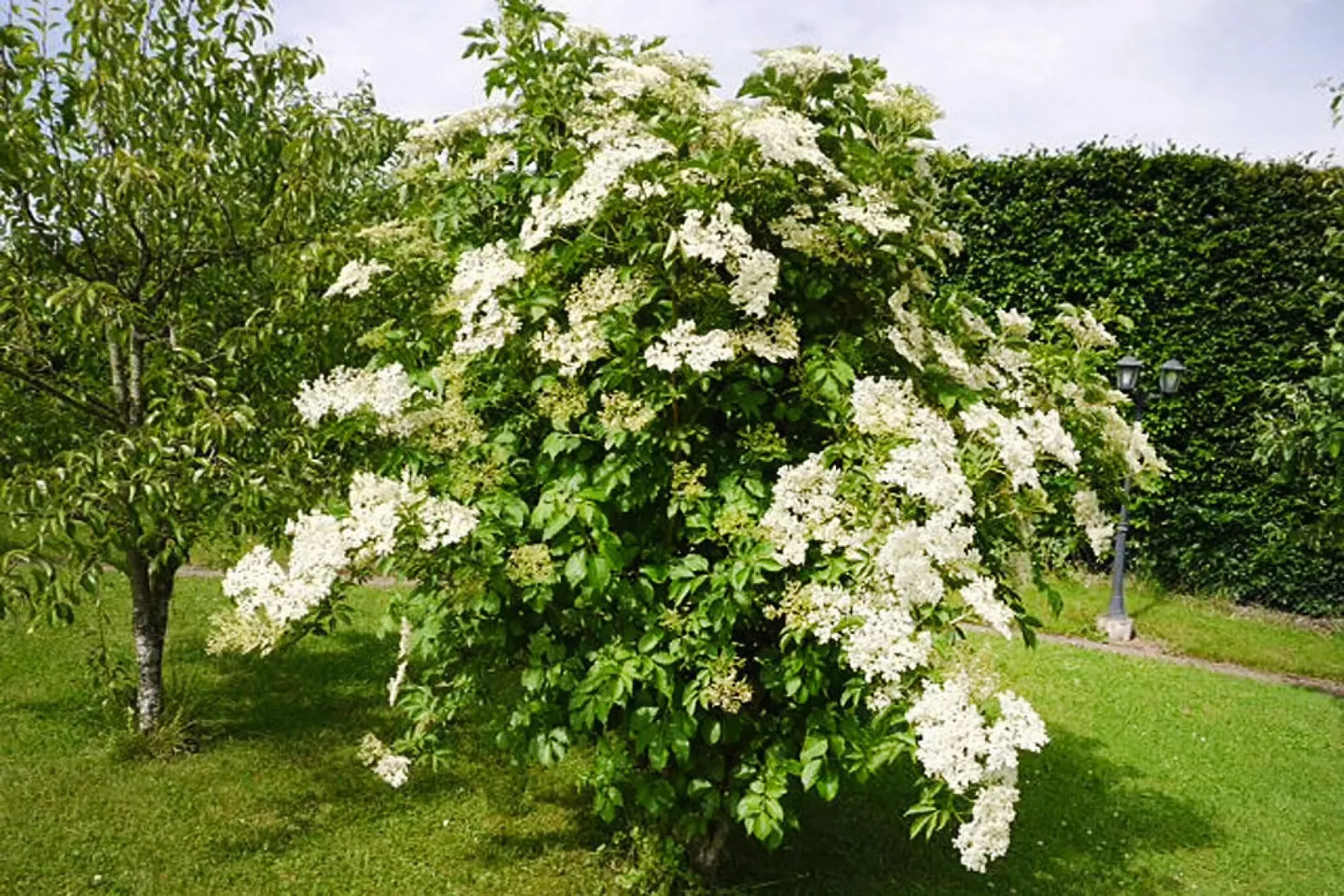 Habicht 1-2 Pers-Gardens summer