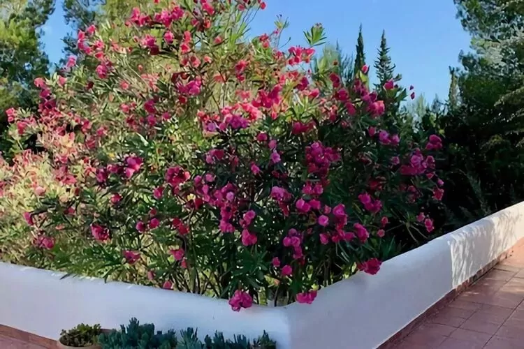 Casa Lourdes-Gardens summer