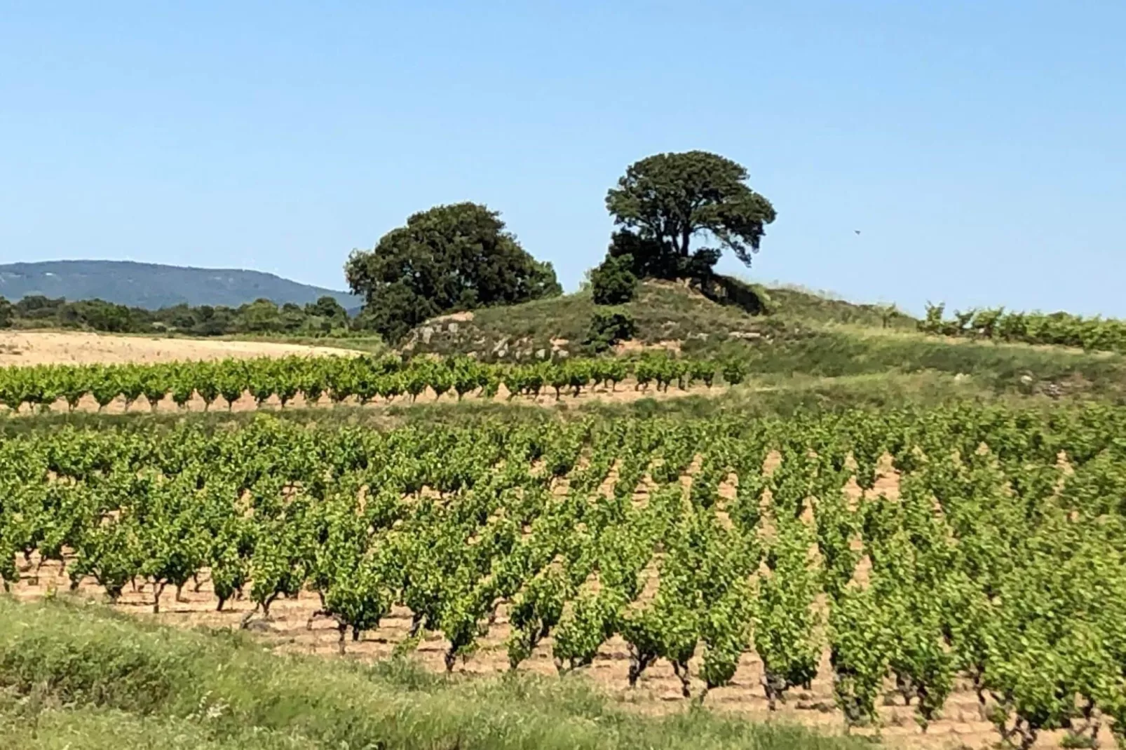 Villa Le Cabernet-Areas summer 1km