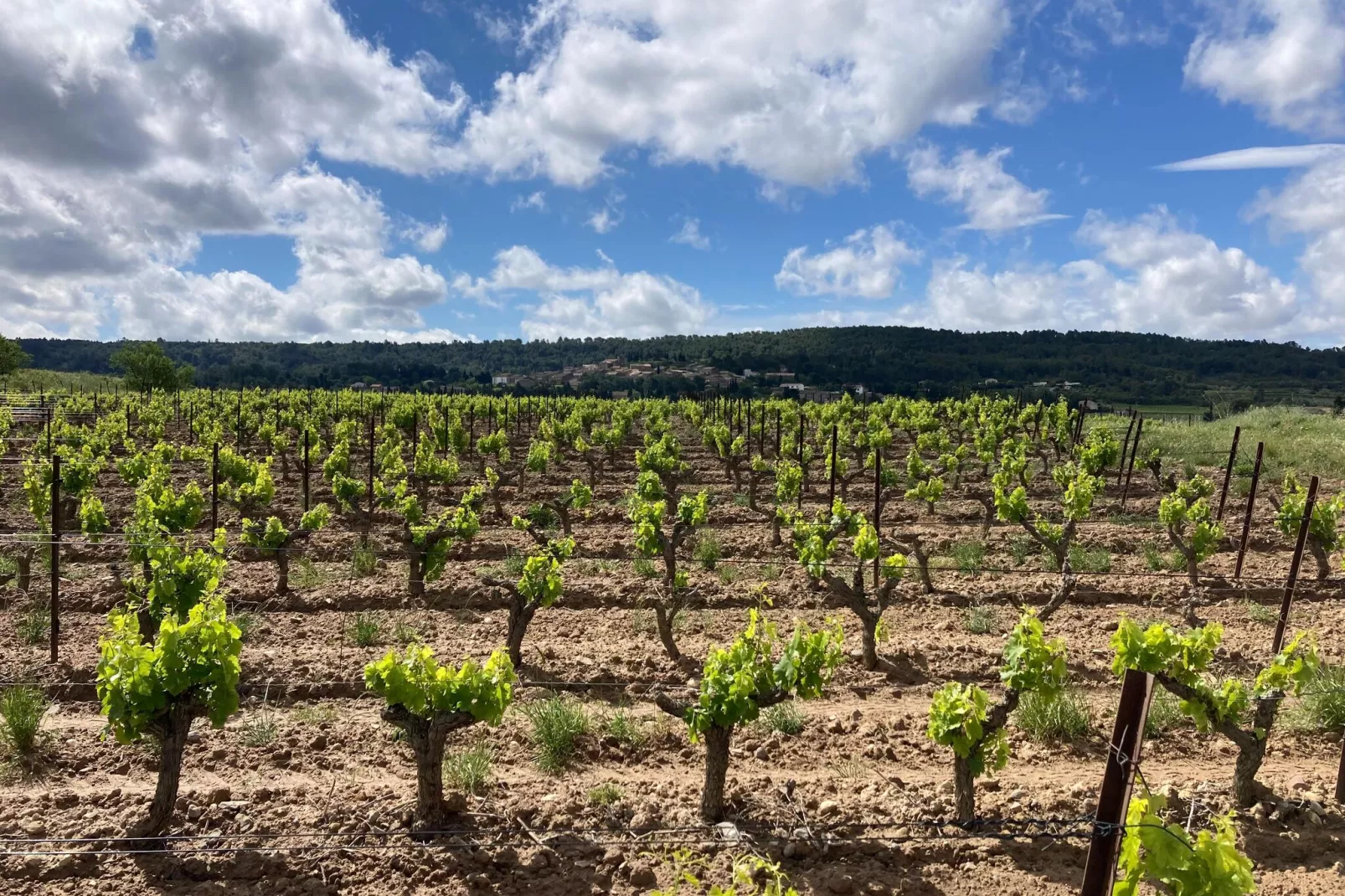 Villa Le Cabernet-Areas summer 1km
