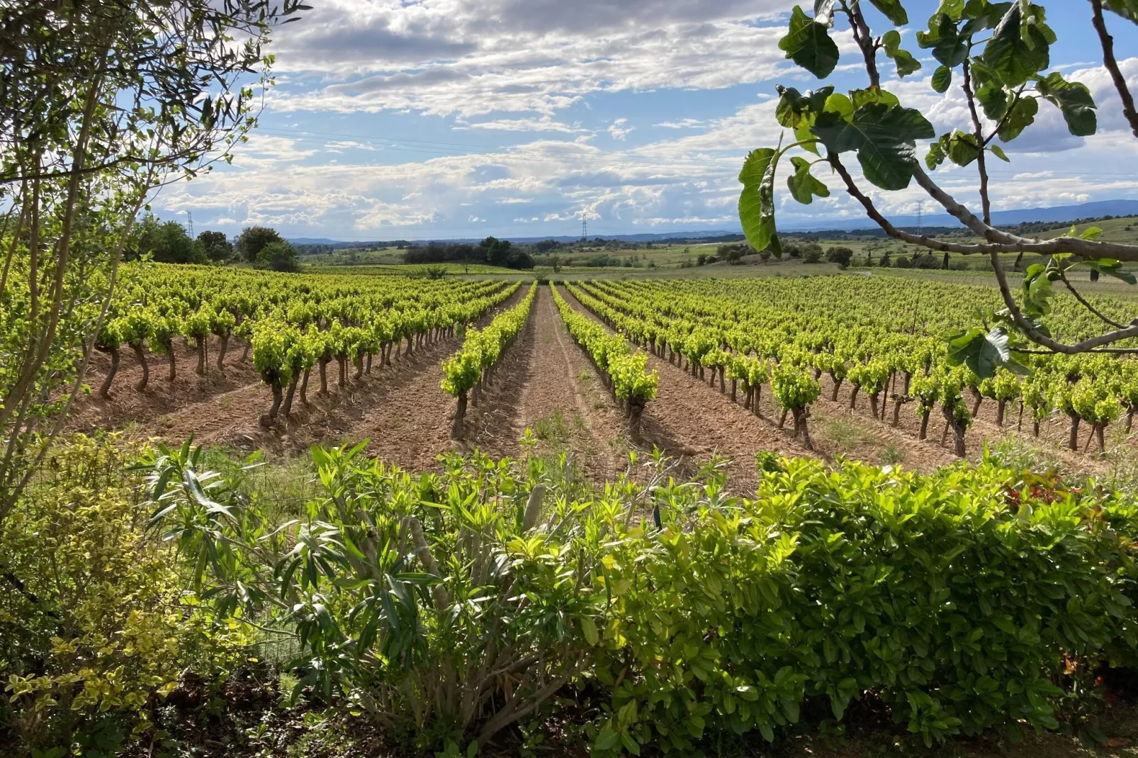 Villa le Syrah-Areas summer 5km