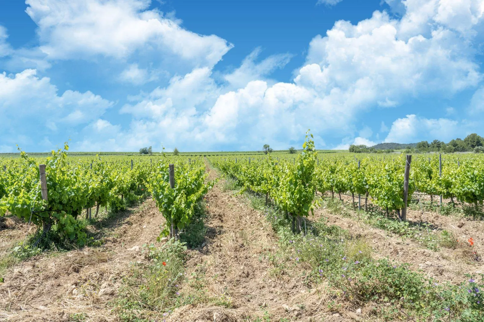 LA BOUSCADE GUESTHOUSE-Areas summer 5km