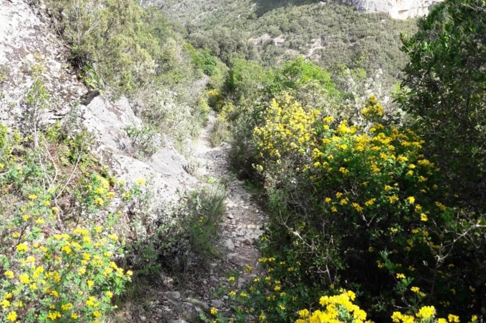 Bamboo-Areas summer 1km
